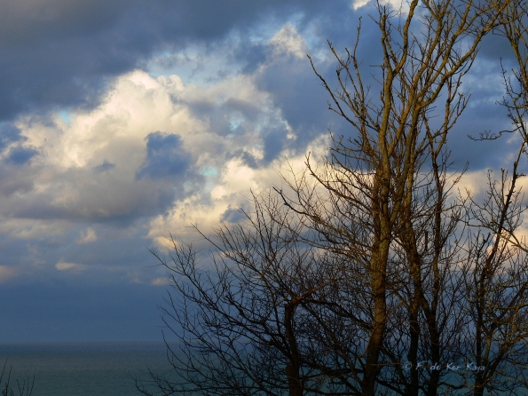 Arbres au crépuscule1